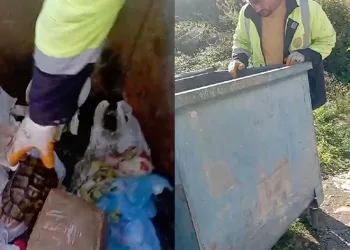 Kaplumbağayı çöpe attılar: İşçilerin dikkati sayesinde kurtuldu