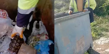 Kaplumbağayı çöpe attılar: İşçilerin dikkati sayesinde kurtuldu