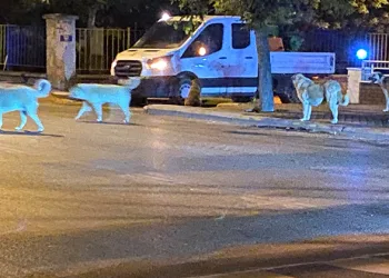 Sürü halinde gezen sokak hayvanları endişeye neden oluyor