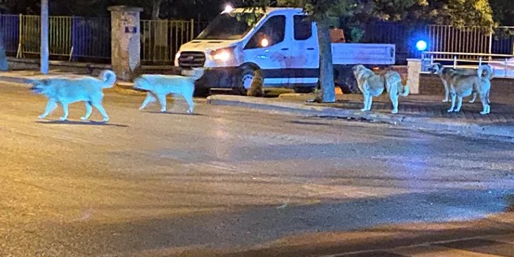 Sürü halinde gezen sokak hayvanları endişeye neden oluyor