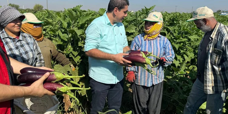 Tescilli Birecik patlıcanında hasat başladı
