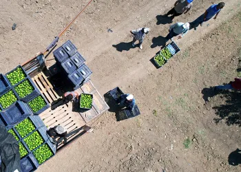 Limonun fiyatını düşürecek hasat başladı