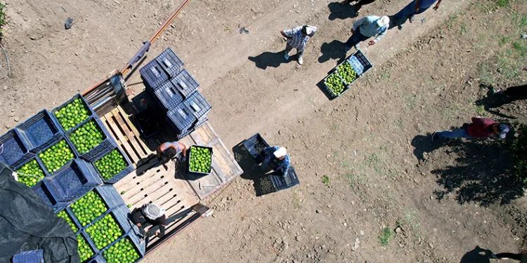 Limonun fiyatını düşürecek hasat başladı