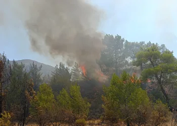 Marmaris’te orman yangını