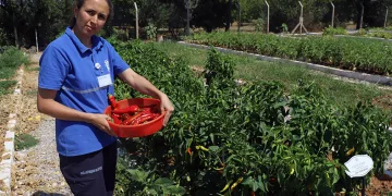 81 ile ücretsiz dağıtılacak