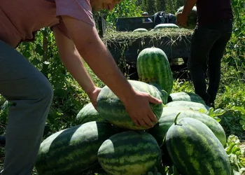 Mersin’de karpuz hasadı başladı