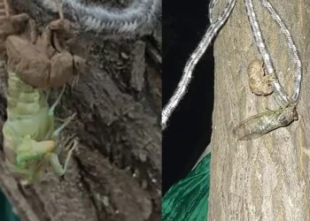 Ağustos böceğinin kabuk değiştirme anı görüntülendi