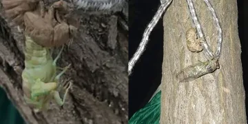Ağustos böceğinin kabuk değiştirme anı görüntülendi
