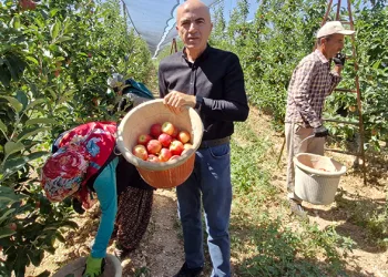 Karaman’da erkenci elma hasadı başladı