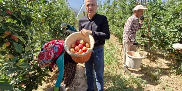 Karaman’da erkenci elma hasadı başladı