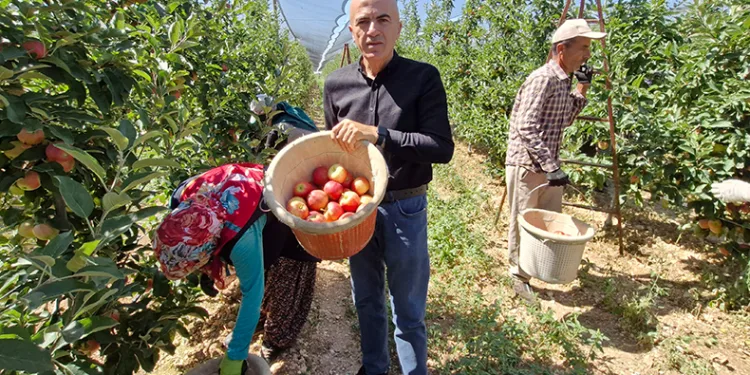 Karaman’da erkenci elma hasadı başladı