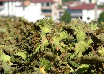 Yeşil altında hasat dualarla başladı