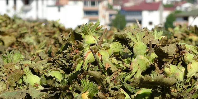 Yeşil altında hasat dualarla başladı