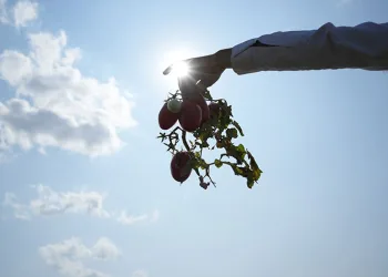 Tarlada kalan domatesi bedava dağıttı