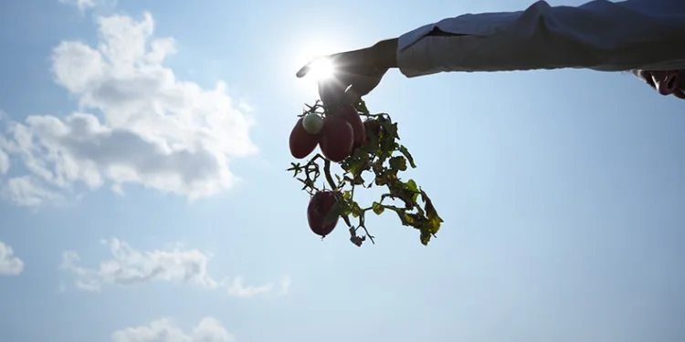 Tarlada kalan domatesi bedava dağıttı