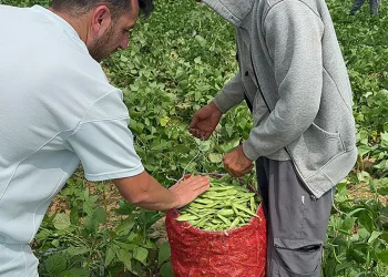 Fasulye fiyatları üreticiyi dertlendirdi
