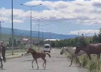 Kara yoluna inen başıboş atlar tehlike saçıyor