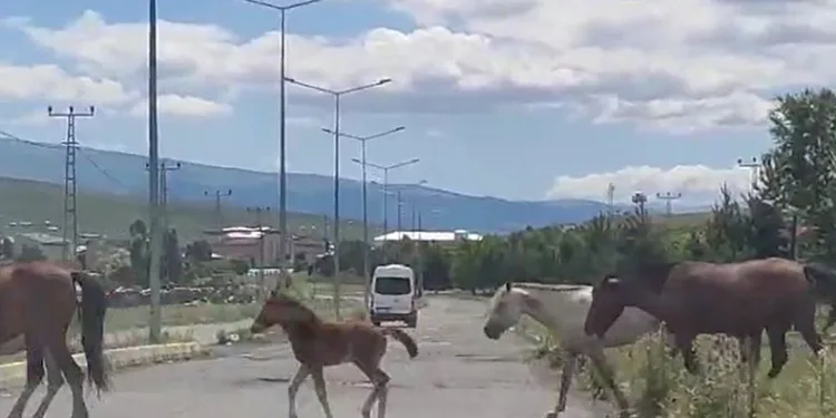 Kara yoluna inen başıboş atlar tehlike saçıyor