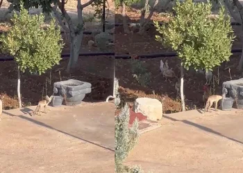 Tavuklar su içmeye gelen tilkiyi uzaklaştırdı