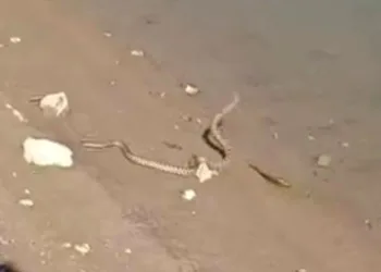 Elazığ’da yılanın balık avı kamerada