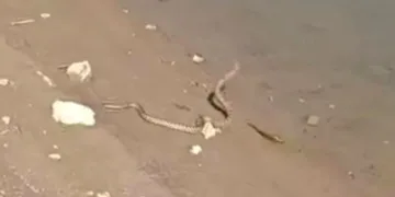 Elazığ’da yılanın balık avı kamerada