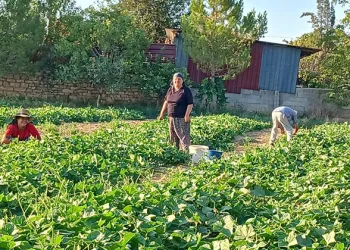 Başmakçı’nın kornişon salatalığı Avrupa sofralarını süslüyor