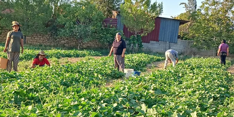 Başmakçı’nın kornişon salatalığı Avrupa sofralarını süslüyor
