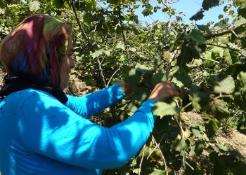 Giresun’da fındık hasadı başladı
