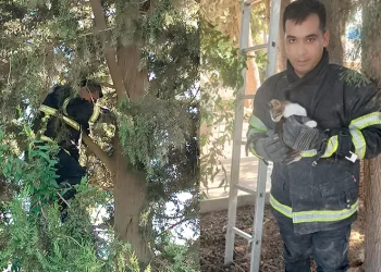 Ağaçta mahsur kalan kediyi itfaiye kurtardı