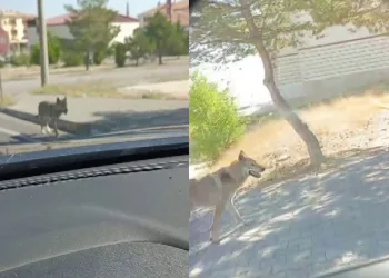 Palamut nereye onlar oraya