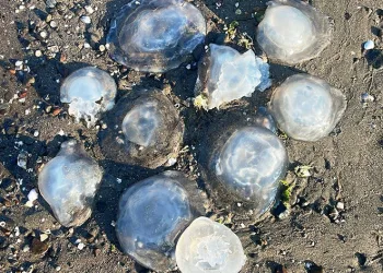 Karadeniz’deki yeni tehlike