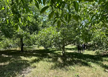 Kuru dağı cevizli vadiye dönüştürdü