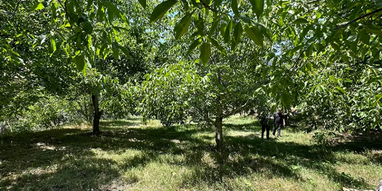 Kuru dağı cevizli vadiye dönüştürdü