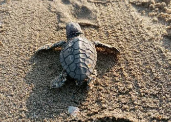 260 yavru caretta özgürlüğe kulaç attılar