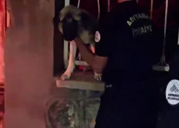Korkuluklara sıkışan köpek kurtarıldı