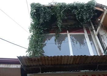 Sarmaşığın kökü nerede bulamıyorlar