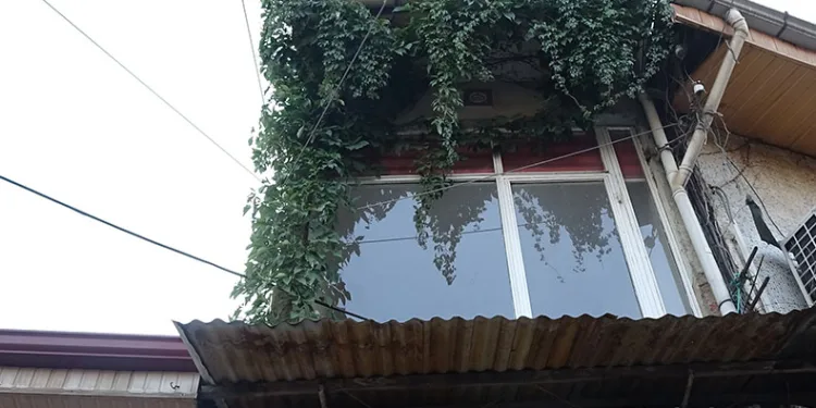 Sarmaşığın kökü nerede bulamıyorlar