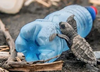 Caretta carettaların plastiklerle mücadelesi