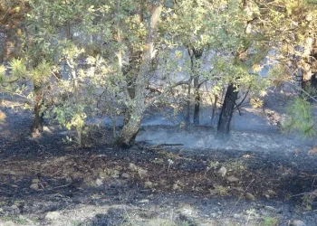 Yozgat’ta orman yangınına ilişkin gözaltına alınan 2 kişi serbest bırakıldı