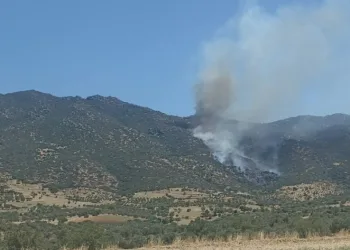 Nazilli’de makilik yangını