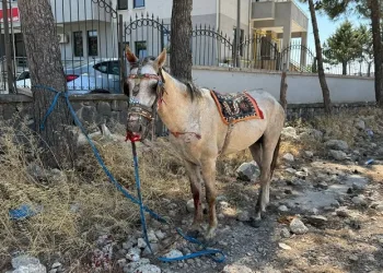 Başıboş at zincirleme kazaya neden oldu