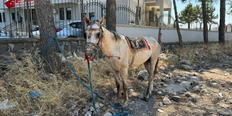 Başıboş at zincirleme kazaya neden oldu