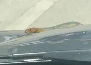 Seyir halindeki otomobilin kaputundan yılan çıktı