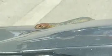 Seyir halindeki otomobilin kaputundan yılan çıktı