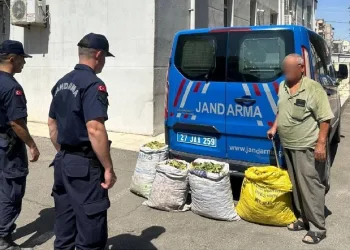 Jandarmadan yeşil altın hırsızlarına operasyon