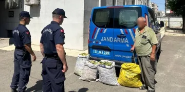 Jandarmadan yeşil altın hırsızlarına operasyon