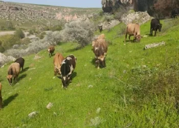Diyarbakır’da hayvancılıkla uğraşan ailenin 5 ineği çalındı