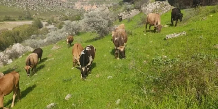 Diyarbakır’da hayvancılıkla uğraşan ailenin 5 ineği çalındı