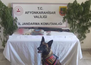 Kenevir eken şahısa jandarmadan operasyon