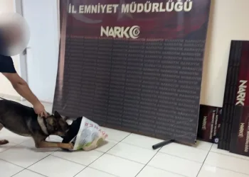 Makarna poşetleri içerisinde bonzai nakliyatı